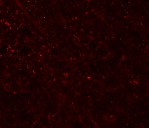 Immunofluorescence of FRMPD3 in rat brain tissue with FRMPD3 antibody at 20 μg/mL