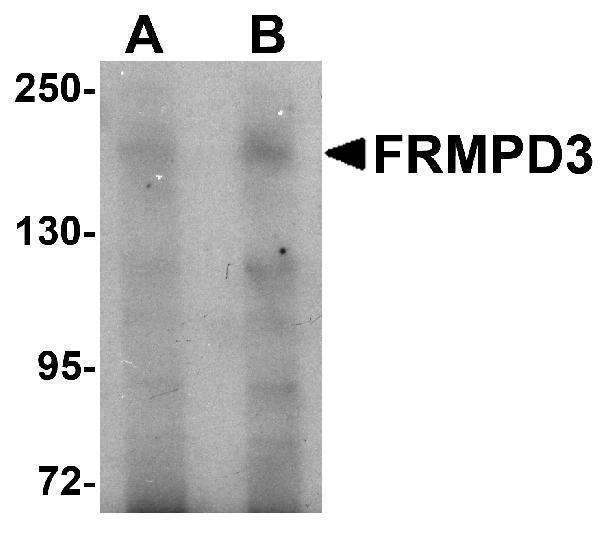 Western blot analysis of FRMPD3 in Jurkat cell lysate with FRMPD3 antibody at (A) 1 and (B) 2 μg/mL