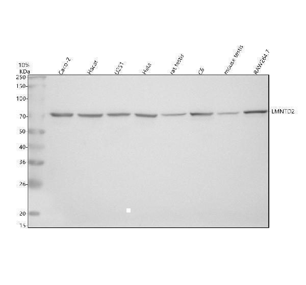 a18456 lmntd2 primary antibodies wb testing 1