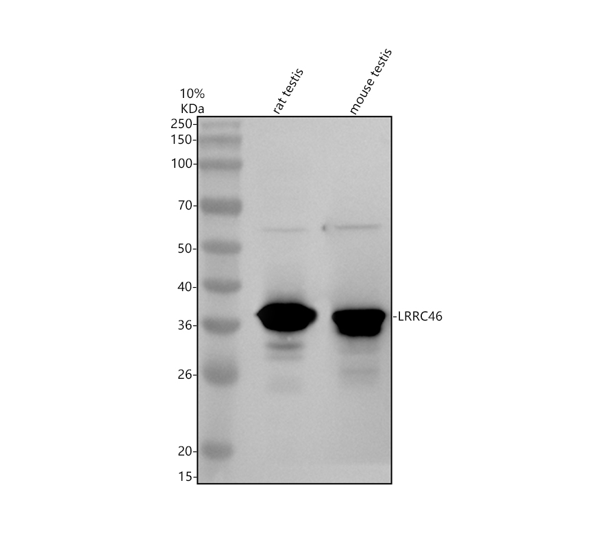 a18457 1 lrrc46 primary antibodies wb testing 1