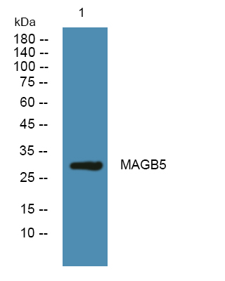 Western blot analysis of lysates from SH-SY5Y cells, primary antibody was diluted at 1:1000, 4°over night