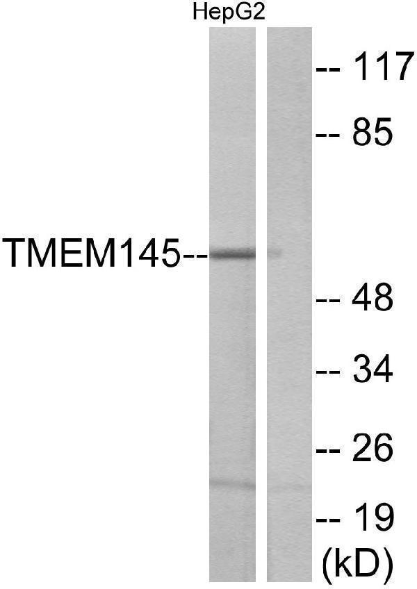 a18552 tmem145 primary antibodies wb testing 1