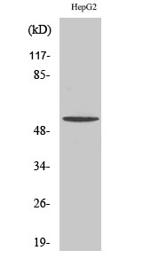 a18552 tmem145 primary antibodies wb testing 2
