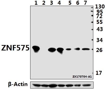a18586 1 znf575 primary antiboties wb testing 1