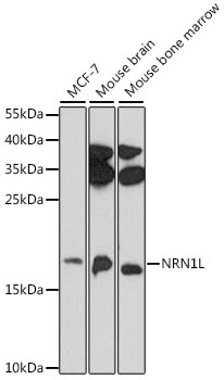 Western blot analysis of extracts of various cell lines, using NRN1L antibody  at 1:1000 dilution