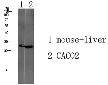 Western blot analysis of various lysate, antibody was diluted at 1000