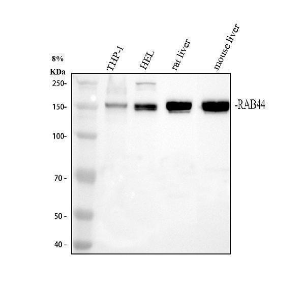 a18664 rab44 primary antibodies wb testing 1_1