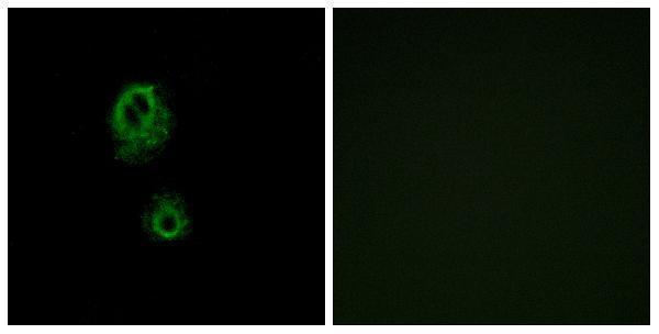 a18678 mrgprg primary antibodies if testing 1