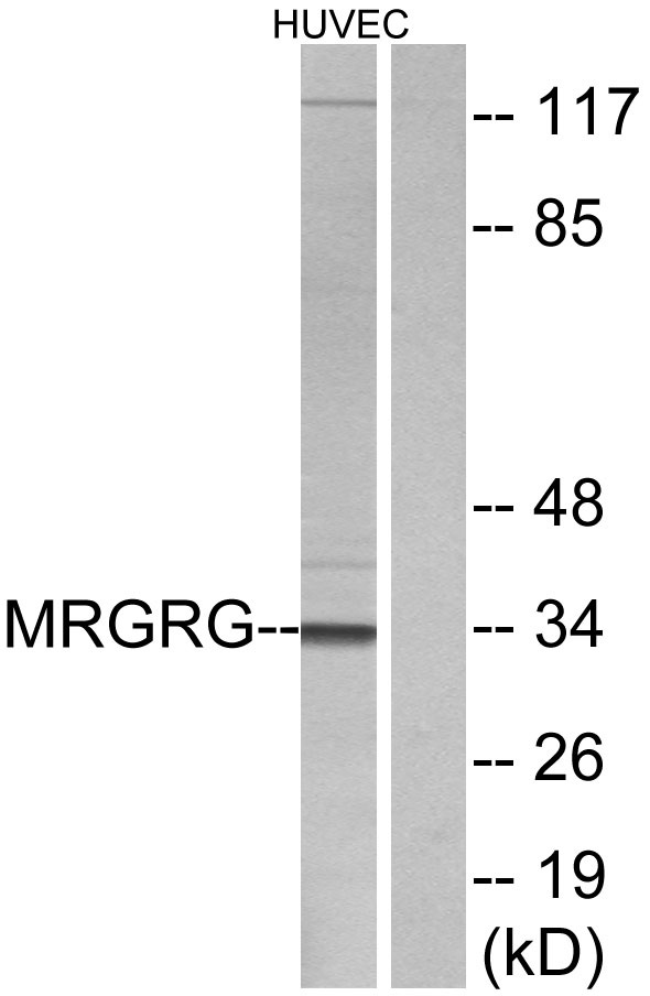 a18678 mrgprg primary antibodies wb testing 3