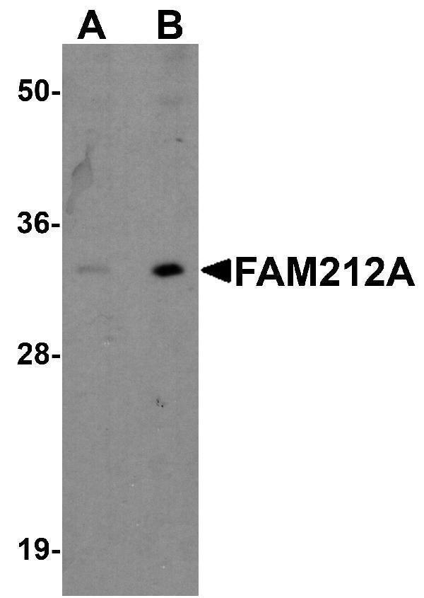 a18696 fam212a primary antibodies wb testing 1
