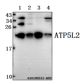 a18728 1 atp5l2 primary antiboties wb testing 1