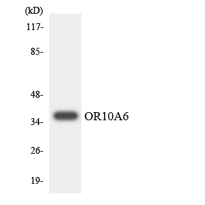 Western blot analysis of the lysates from HepG2 cells using OR10A6 antibody