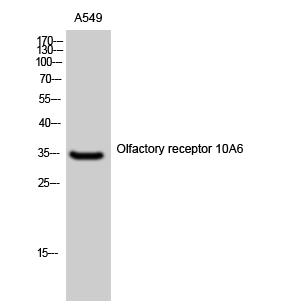 Western Blot analysis of A549 cells using Olfactory receptor 10A6 Polyclonal Antibody