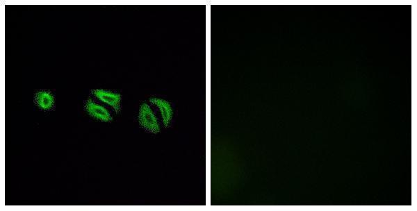 Immunofluorescence analysis of A549 cells, using OR10G6 Antibody