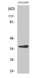 Western Blot analysis of various cells using Olfactory receptor 10G6 Polyclonal Antibody