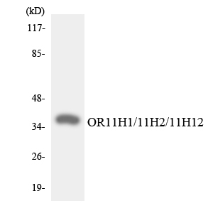 Western blot analysis of the lysates from HeLa cells using OR11H1/11H2/11H12 antibody