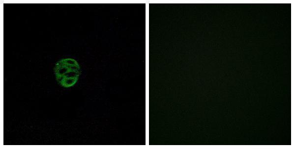 Immunofluorescence analysis of A549 cells, using OR2AE1 Antibody