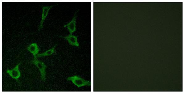 a18762 or2ag2 primary antibodies if testing 1