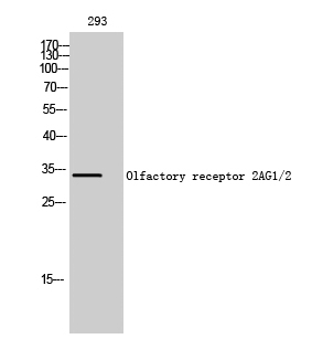 a18762 or2ag2 primary antibodies wb testing 2