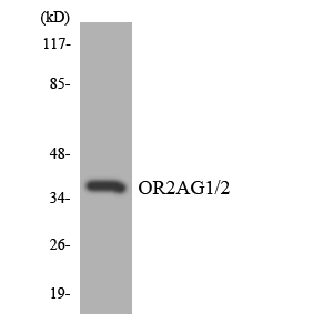 a18762 or2ag2 primary antibodies wb testing 4