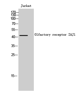a18763 or2aj1 primary antibodies wb testing 2