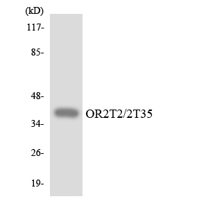 a18769 or2t35 primary antibodies wb testing 1