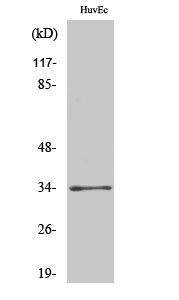 a18769 or2t35 primary antibodies wb testing 2