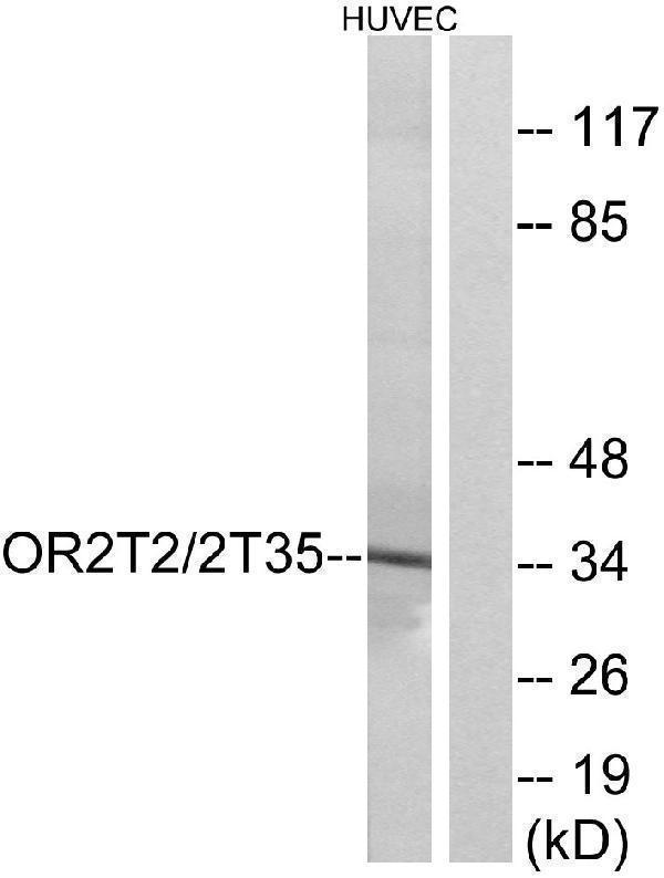 a18769 or2t35 primary antibodies wb testing 3
