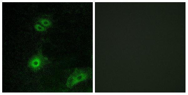 Immunofluorescence analysis of A549 cells, using OR4A16 Antibody