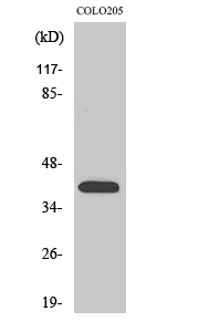 Western Blot analysis of various cells using Olfactory receptor 4A16 Polyclonal Antibody