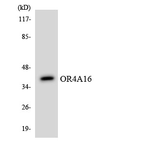a18771 or4a16 primary antibodies wb testing 4