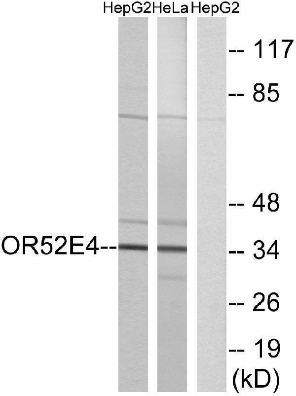 a18782 or52e4 primary antibodies wb testing 3