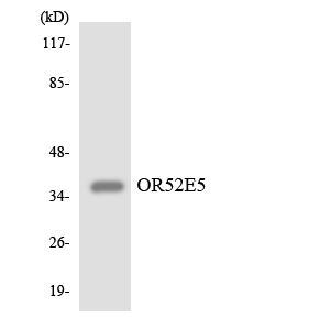 a18783 or52e5 primary antibodies wb testing 1