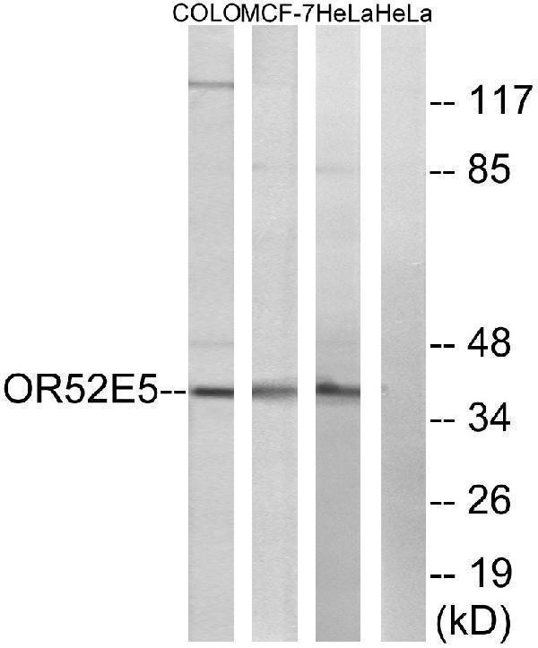a18783 or52e5 primary antibodies wb testing 3