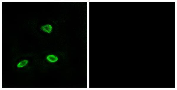 a18786 or52n1 primary antibodies if testing 1