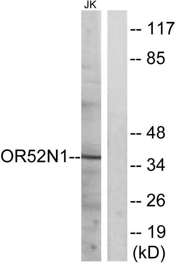 a18786 or52n1 primary antibodies wb testing 2