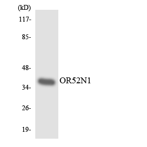 a18786 or52n1 primary antibodies wb testing 3