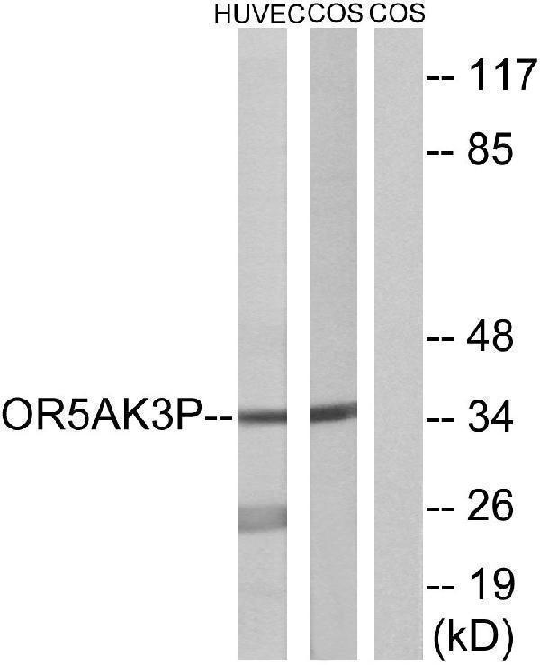 a18791 or5ak3p primary antibodies wb testing 3