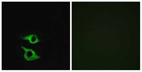 a18792 or5ap2 primary antibodies if testing 1