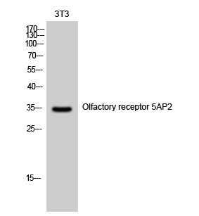 a18792 or5ap2 primary antibodies wb testing 2