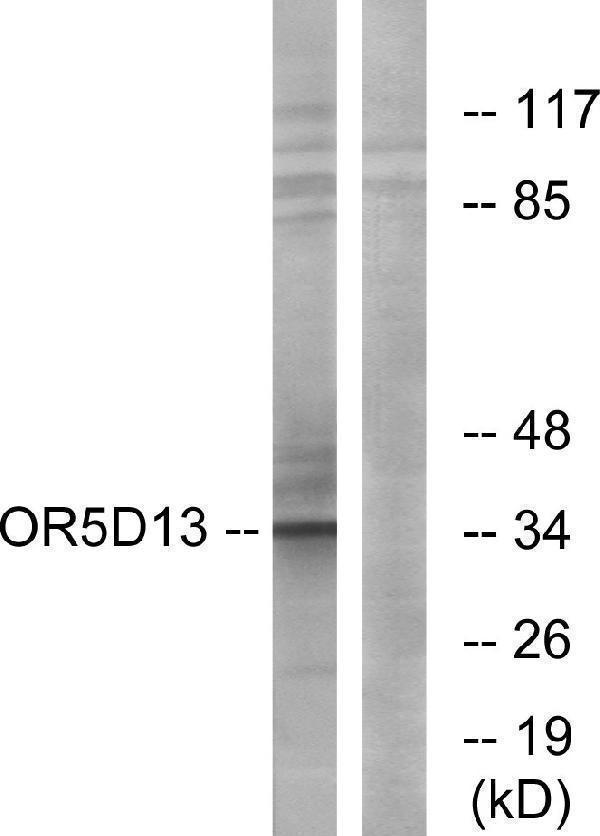 a18796 or5d13 primary antibodies wb testing 1