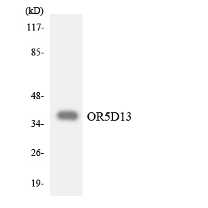 a18796 or5d13 primary antibodies wb testing 2