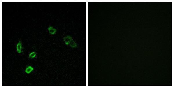Immunofluorescence analysis of MCF7 cells, using OR5H15 Antibody
