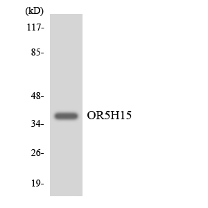 a18797 or5h15 primary antibodies wb testing 4