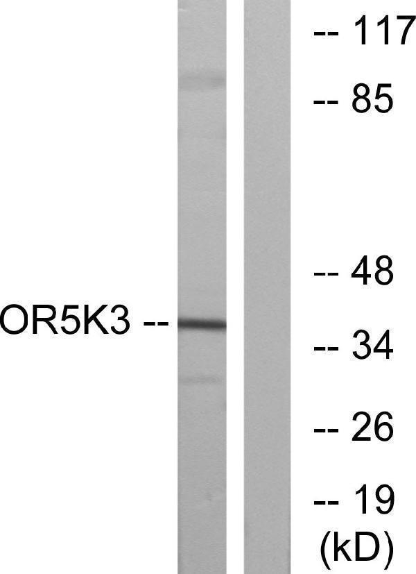 a18799 or5k3 primary antibodies wb testing 1