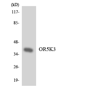 a18799 or5k3 primary antibodies wb testing 2
