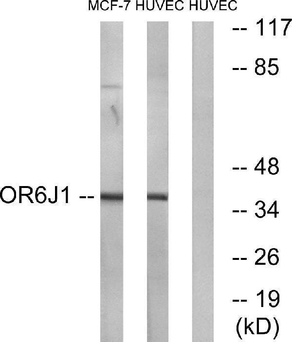 a18808 or6j1 primary antibodies wb testing 2