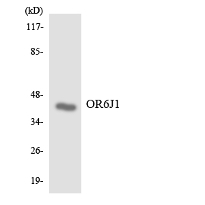 a18808 or6j1 primary antibodies wb testing 3