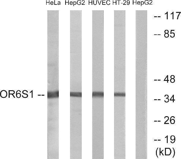 a18809 or6s1 primary antibodies wb testing 1