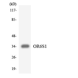 a18809 or6s1 primary antibodies wb testing 2